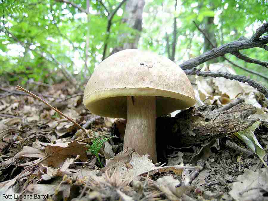  Image name: 49 Porcino.jpg 
 width: 900 pixel 
 height: 675 pixel 
 Size: 52926 bytes 
 Click to enlarge 